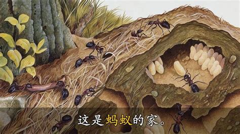 MoreFunChinese动画故事 .